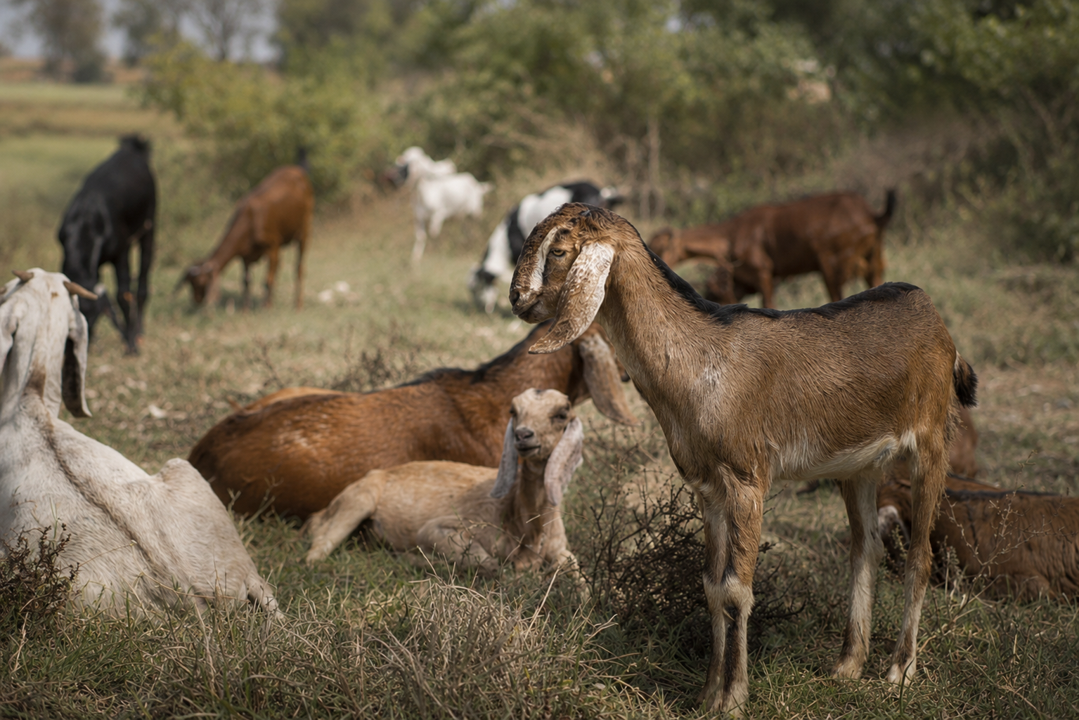 Zenivet Animal Health