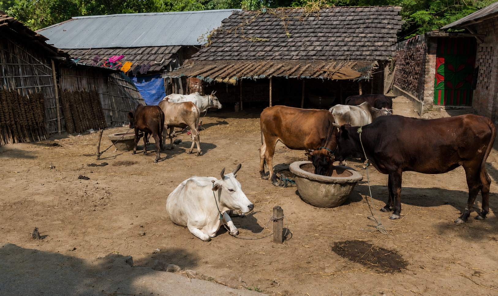 Zenivet livestock nutrition